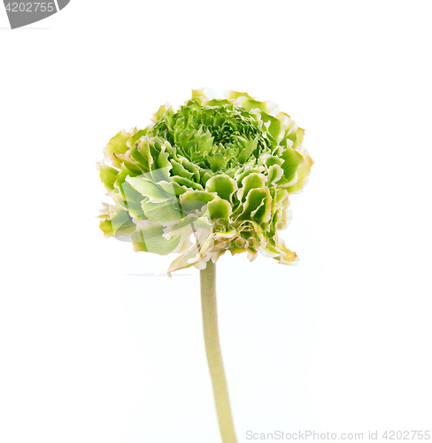 Image of Ranunkulyus bouquet of red flowers on a white background