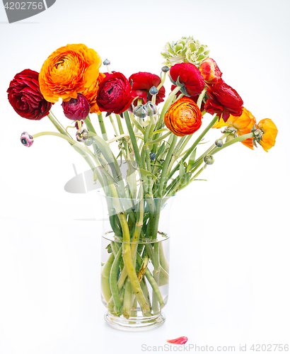 Image of Ranunkulyus bouquet of red flowers on a white background