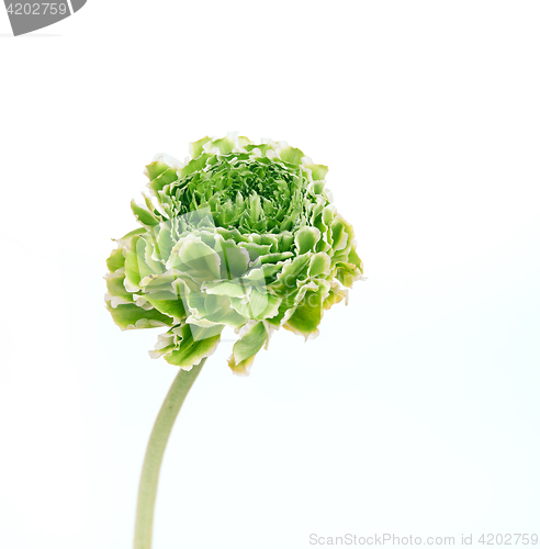 Image of Ranunkulyus bouquet of red flowers on a white background