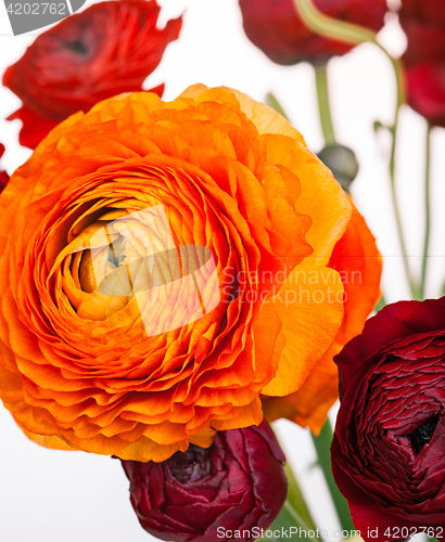 Image of Ranunkulyus bouquet of red flowers on a white background