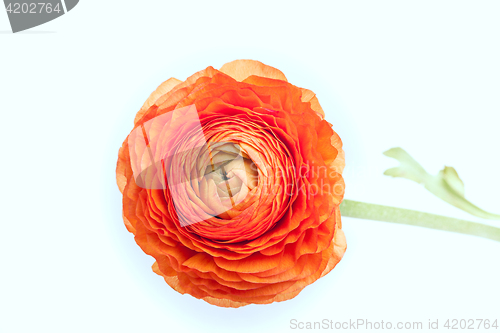 Image of Ranunkulyus bouquet of red flowers on a white background