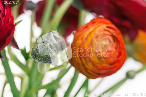 Image of Ranunkulyus bouquet of red flowers on a white background