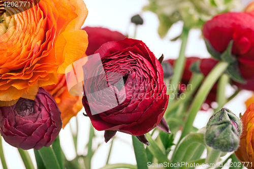 Image of Ranunkulyus bouquet of red flowers on a white background