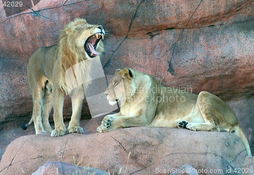 Image of Lions