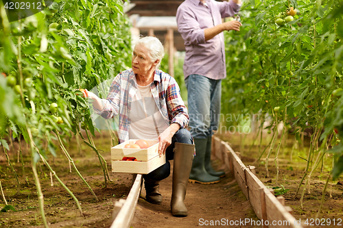 Image of old woman picking tomatoes up at farm greenhouse