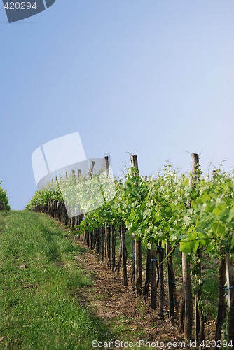 Image of Vineyard in Vienna