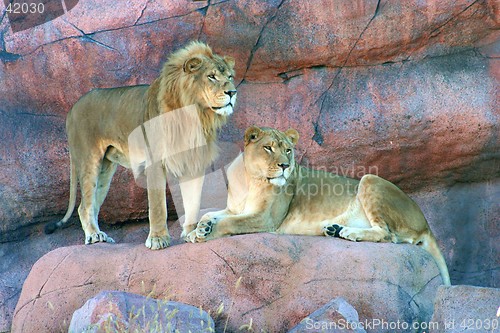 Image of lions