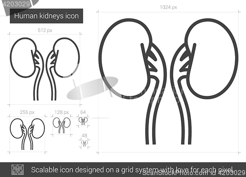 Image of Human kidneys line icon.