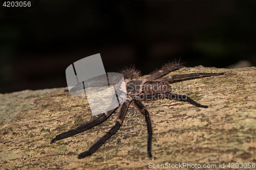 Image of big huntsman spider on tree Madagascar