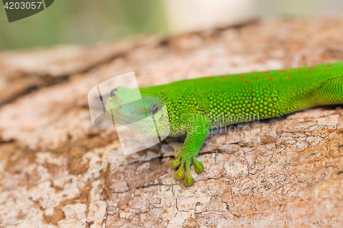 Image of Phelsuma madagascariensis is a species of day gecko Madagascar