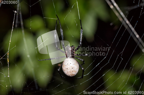 Image of big white spider Nephilengys livida Madagascar