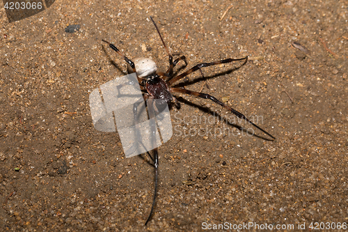 Image of big white spider Nephilengys livida Madagascar