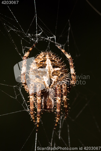 Image of Darwin\'s bark spider (Caerostris darwini) Madagascar