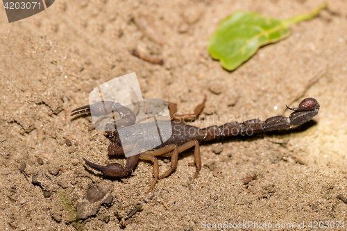 Image of Scorpions, predatory arachnids Madagascar