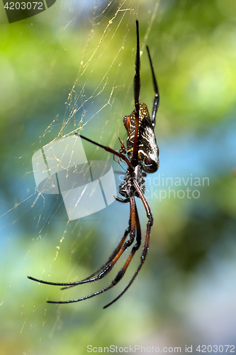 Image of Golden silk orb-weaver on net Madagascar