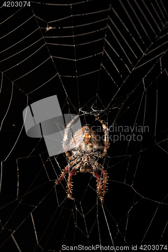 Image of Darwin\'s bark spider (Caerostris darwini) Madagascar