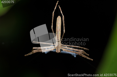 Image of Ogre-Faced spider (Deinopis subrufa) Madagascar