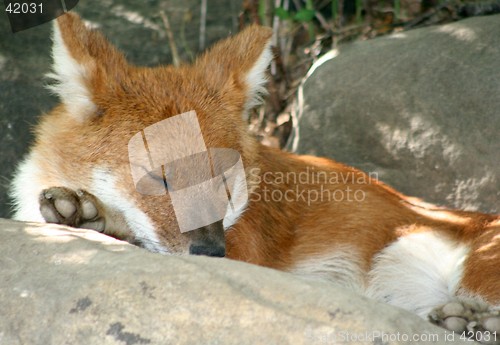 Image of Fox