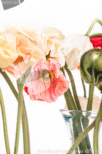 Image of Daisy and poppy flowers bouquet