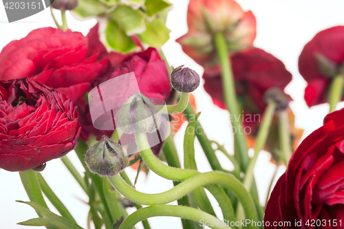 Image of Ranunkulyus bouquet of red flowers on a white background