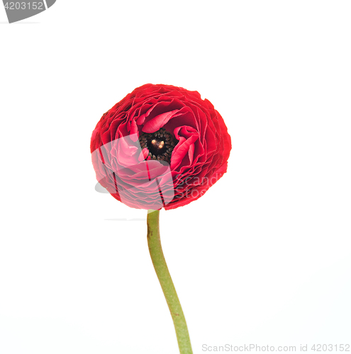 Image of Ranunkulyus red flower on a white background