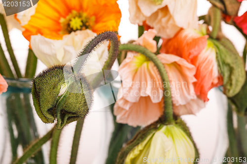 Image of Daisy and poppy flowers bouquet