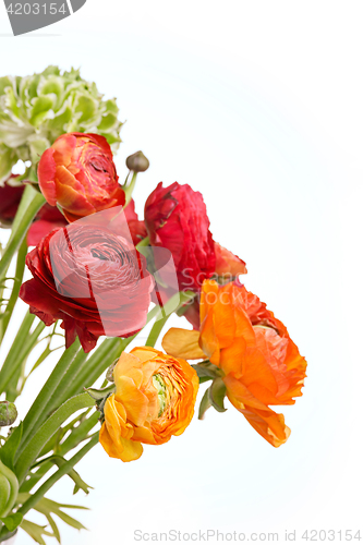 Image of Ranunkulyus bouquet of red flowers on a white background