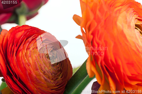 Image of Ranunkulyus bouquet of red flowers on a white background