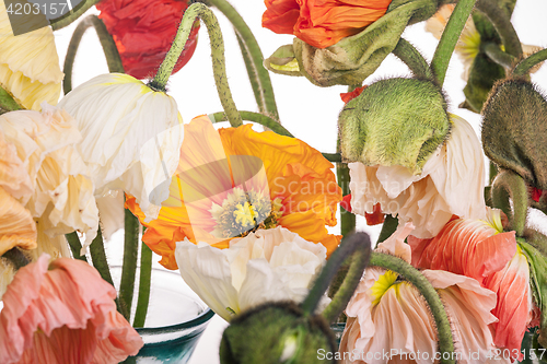 Image of Ranunkulyus bouquet of red flowers on a white background