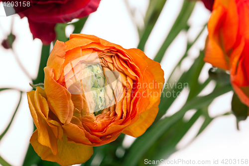 Image of Ranunkulyus bouquet of red flowers on a white background