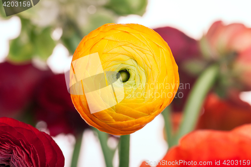 Image of Ranunkulyus bouquet of red flowers on a white background