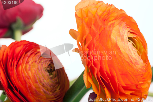 Image of Ranunkulyus bouquet of red flowers on a white background