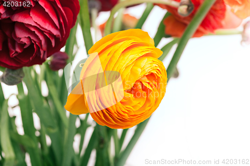 Image of Ranunkulyus bouquet of red flowers on a white background