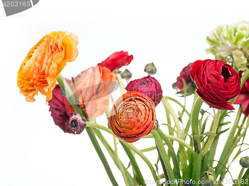 Image of Ranunkulyus bouquet of red flowers on a white background