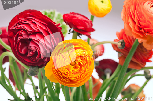 Image of Ranunkulyus bouquet of red flowers on a white background