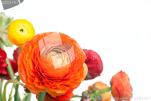 Image of Ranunkulyus bouquet of red flowers on a white background