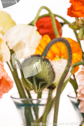 Image of Daisy and poppy flowers bouquet