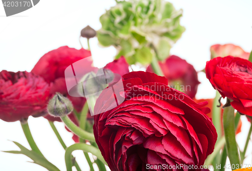 Image of Ranunkulyus bouquet of red flowers on a white background