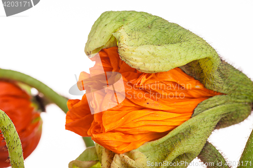 Image of Daisy and poppy flowers bouquet