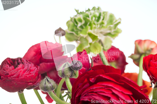 Image of Ranunkulyus bouquet of red flowers on a white background