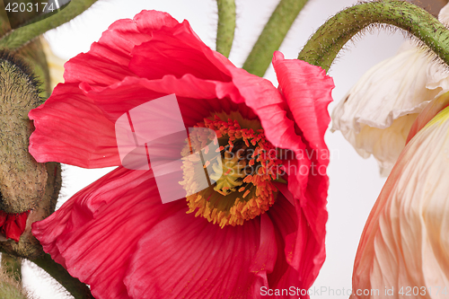 Image of Daisy and poppy flowers bouquet