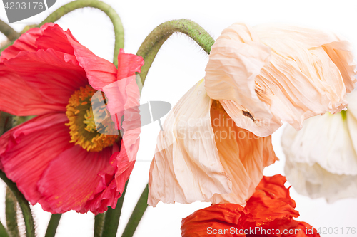 Image of Daisy and poppy flowers bouquet