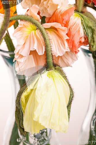 Image of Daisy and poppy flowers bouquet