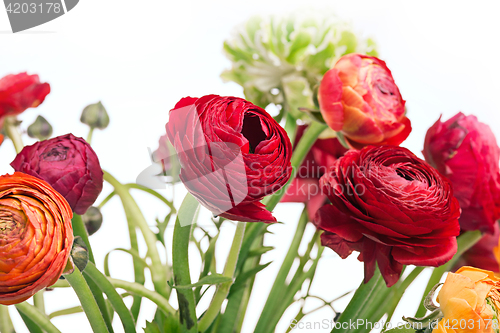 Image of Ranunkulyus bouquet of red flowers on a white background