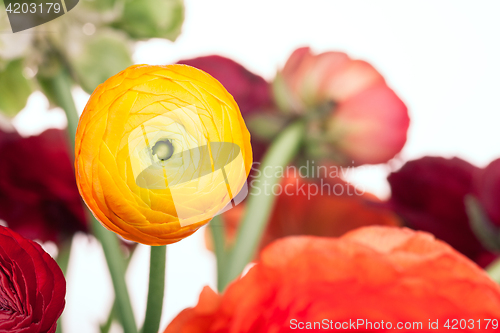 Image of Ranunkulyus bouquet of red flowers on a white background