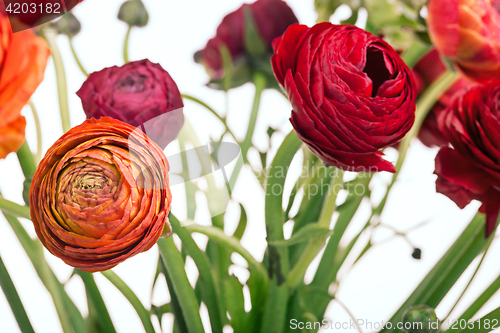 Image of Ranunkulyus bouquet of red flowers on a white background