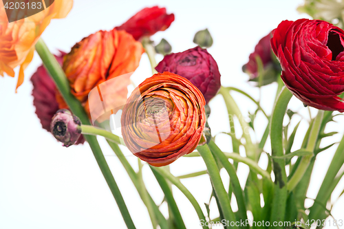 Image of Ranunkulyus bouquet of red flowers on a white background