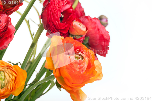 Image of Ranunkulyus bouquet of red flowers on a white background