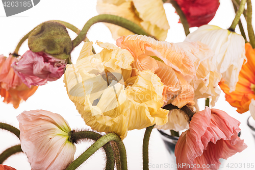 Image of Daisy and poppy flowers bouquet