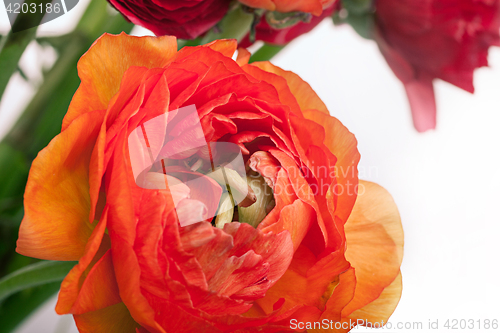 Image of Ranunkulyus bouquet of red flowers on a white background